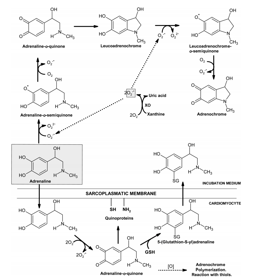  The oxidation of adrenaline yielding adrenochrome